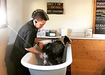 Costa Mesa Pet Grooming Penny's Pup Wash