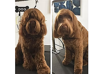 Costa Mesa Pet Grooming Penny's Pup Wash