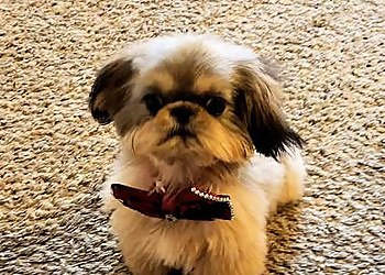 Concord Pet Grooming Perfect Pet Salon