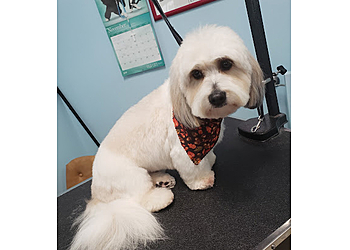 Joliet Pet Grooming Perfect Pooch