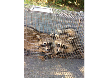 San Francisco Animal Removal Pest Animal Removal San Francisco