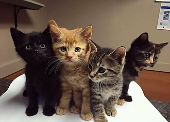 Virginia Beach Veterinary Clinics Pet Care Veterinary Hospital