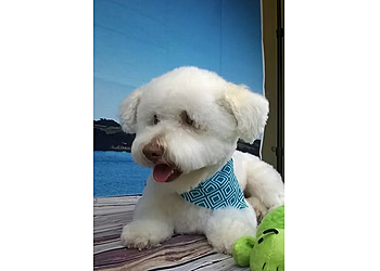 Visalia Pet Grooming Pet Envy Grooming & Boutique