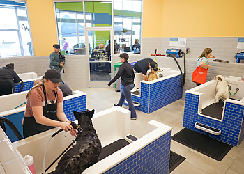 Frisco Pet Grooming Pet Evolution