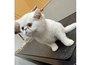 Frisco Pet Grooming Pet Evolution