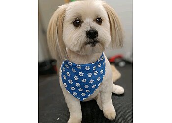 St Paul Pet Grooming Pet Evolution St. Paul