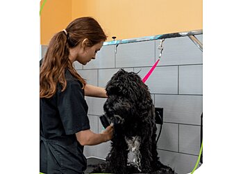 St Paul Pet Grooming Pet Evolution St. Paul