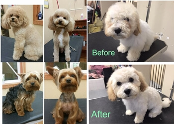 3 Best Pet Grooming in Oxnard, CA - Expert Recommendations