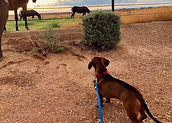 Chandler Dog Walkers Pet Love Partners