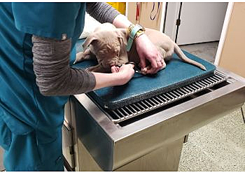 Boulder Veterinary Clinics Pet Menders Animal Hospital