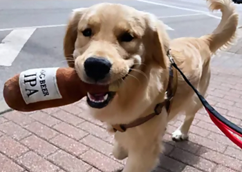 Overland Park Dog Walkers Pet Pals KC, LLC