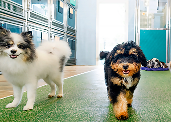 Irving Pet Grooming Pet Paradise Las Colinas