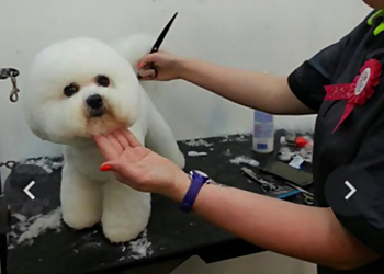 Lexington Pet Grooming Pet Paws Luxury Grooming Salon