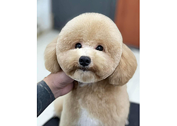 Lexington Pet Grooming Pet Paws Luxury Grooming Salon