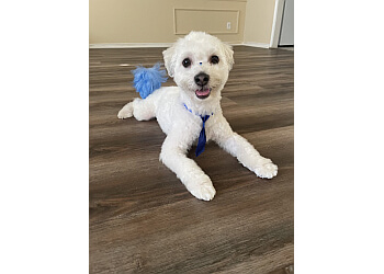 Pet Purr-Fection - Mesquite, TX Pet Grooming - Service Image