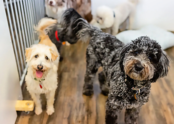 Chattanooga Pet Grooming PetQuest Spa and Hotel