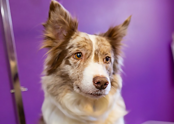 Chattanooga Pet Grooming PetQuest Spa and Hotel