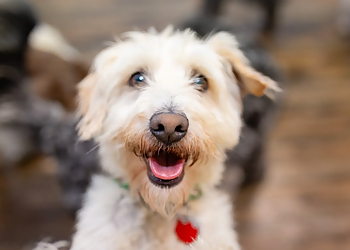 PetQuest Spa and Hotel Chattanooga Pet Grooming image 1