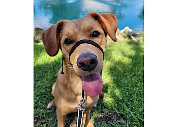 Gainesville Dog Walkers Pet Sitters of Gainesville