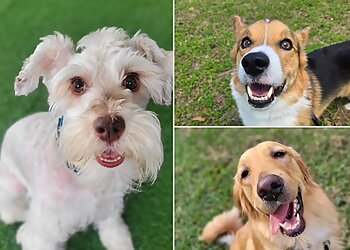 Gainesville Dog Walkers Pet Sitters of Gainesville