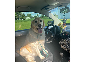 Toledo Dog Walkers Pet Sitting By Carly