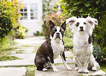 Salem Pet Stores PetSmart Salem