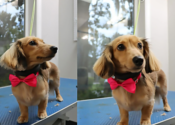 Pembroke Pines Pet Grooming Pet Spa Grooming By Patty B