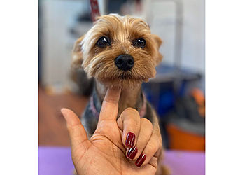 Gainesville Pet Grooming Pet Spa Grooming Patty B