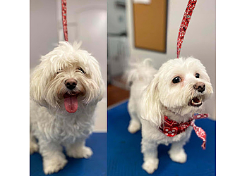 Gainesville Pet Grooming Pet Spa Grooming Patty B