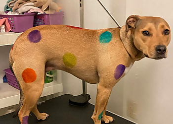 Rochester Pet Grooming Pet Spa Paws & Play