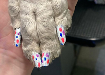 Rochester Pet Grooming Pet Spa Paws & Play