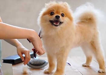 Anaheim Pet Grooming Pet Star Grooming