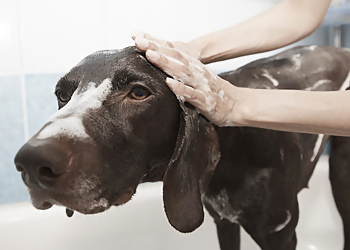 Orange Pet Grooming Pet Strands Grooming