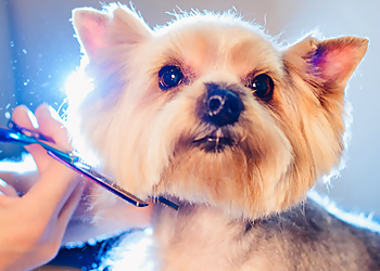 Memphis Pet Grooming Pet Styles Grooming Salon