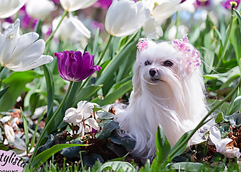 Sacramento Pet Grooming Pet Stylista