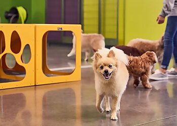 PetSuites Greensboro Dog Training