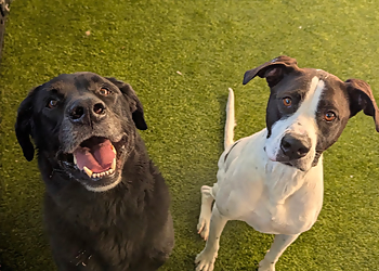 PetSuites Arlington - Arlington, TX Dog Training - Service Highlights