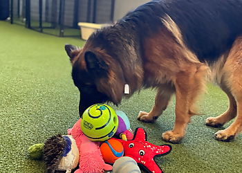 PetSuites Arlington - Arlington, TX Dog Training - Professional Highlights