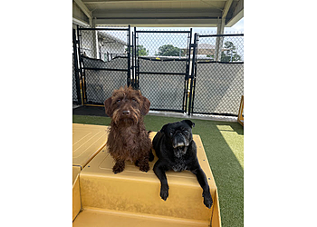 Baton Rouge Pet Grooming Pet Suites Baton Rouge