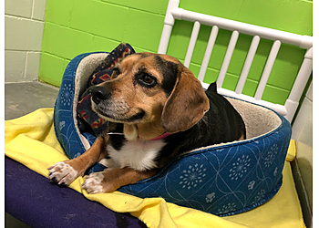 Baton Rouge Pet Grooming Pet Suites Baton Rouge