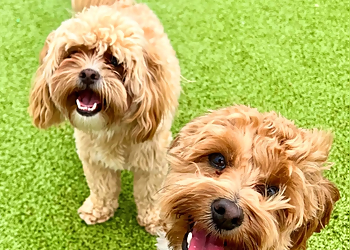 Louisville Pet Grooming PetSuites Middletown