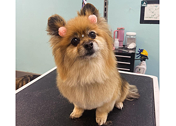 Newport News Pet Grooming PetSuites Newport News