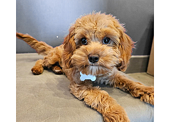 Newport News Pet Grooming PetSuites Newport News