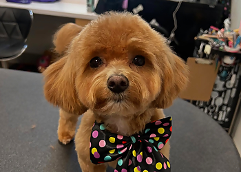 PetSuites Newport News Newport News Pet Grooming image 1