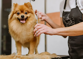 Round Rock Pet Grooming PetSuites Round Rock