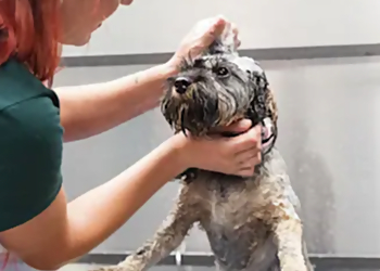 Round Rock Pet Grooming PetSuites Round Rock