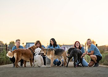 Long Beach Dog Walkers Pet Waggin