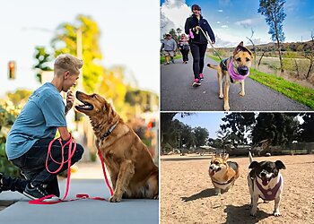 Long Beach Dog Walkers Pet Waggin