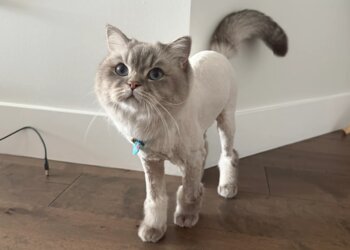 Los Angeles Pet Grooming Pet Wash