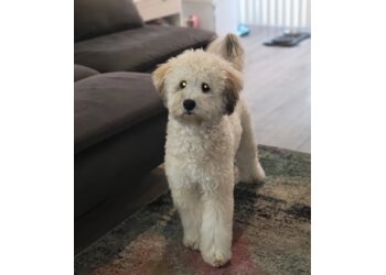 Los Angeles Pet Grooming Pet Wash